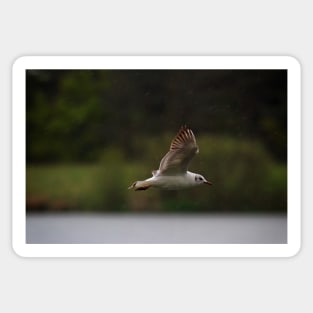 Gull flying in rain Sticker